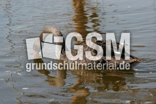 Schwarzer-Schwan-18.jpg